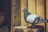 Grey racing pigeon male resting in the sun in a wooden coop.