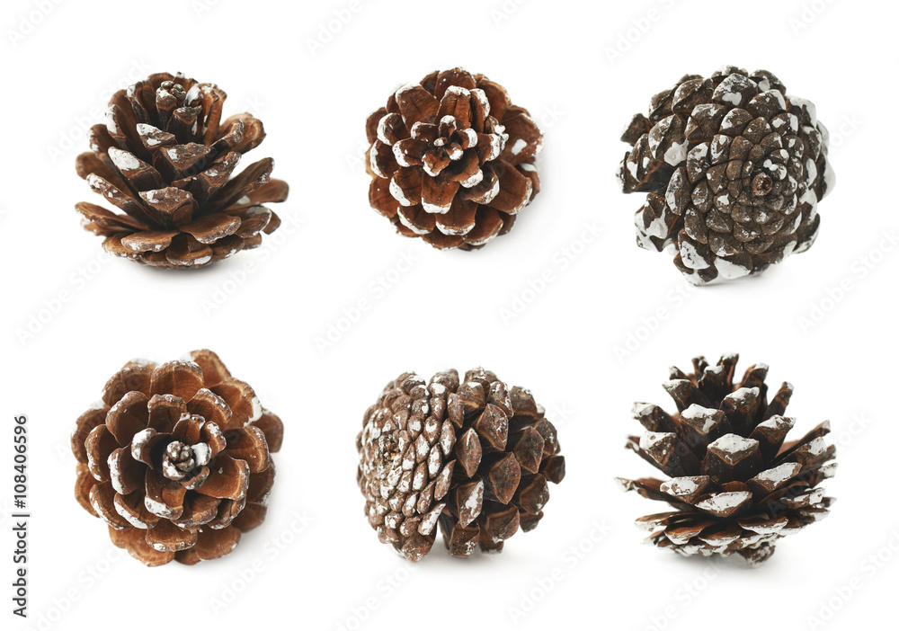 Single decorational pine cone isolated Single decorational pine cone isolated