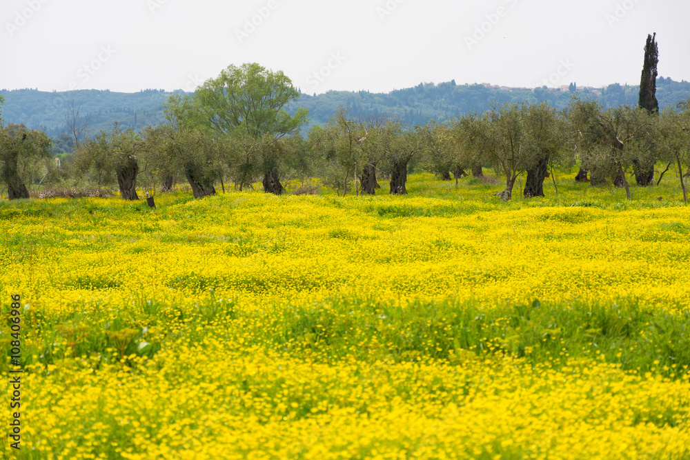 Old olive trees and yellow flowers meadow