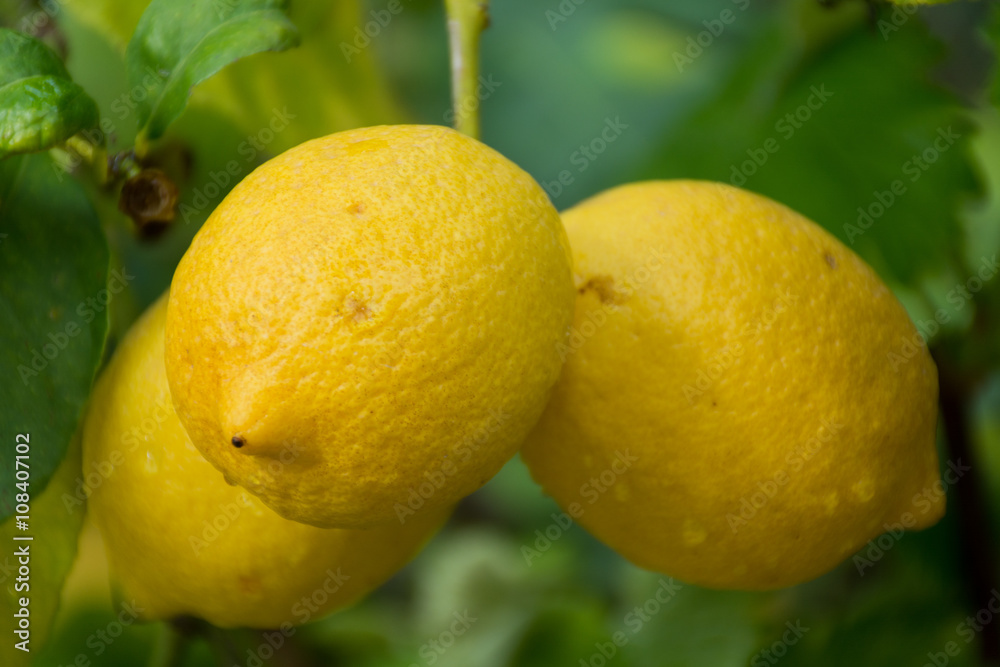 Fresh ripe lemons hanging on a tree