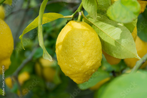 Fresh ripe lemons hanging on a tree