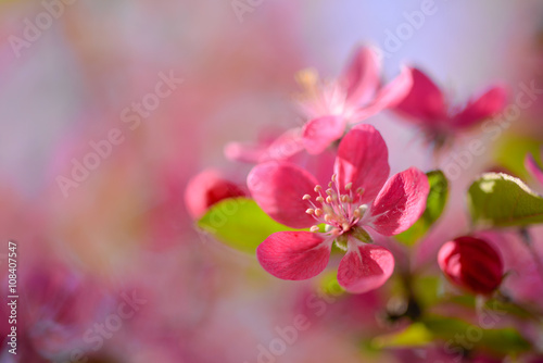 Close-up of pink cherry blossoms background in spring season © cristianbalate