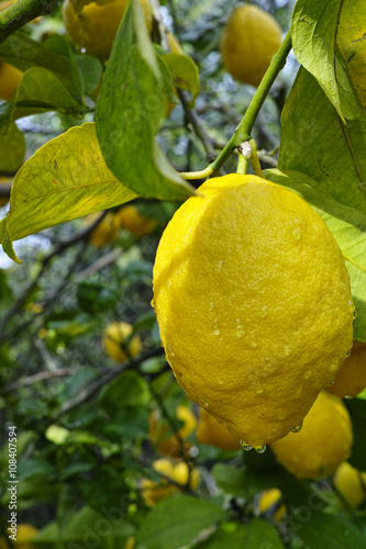 Fresh ripe lemons hanging on a tree