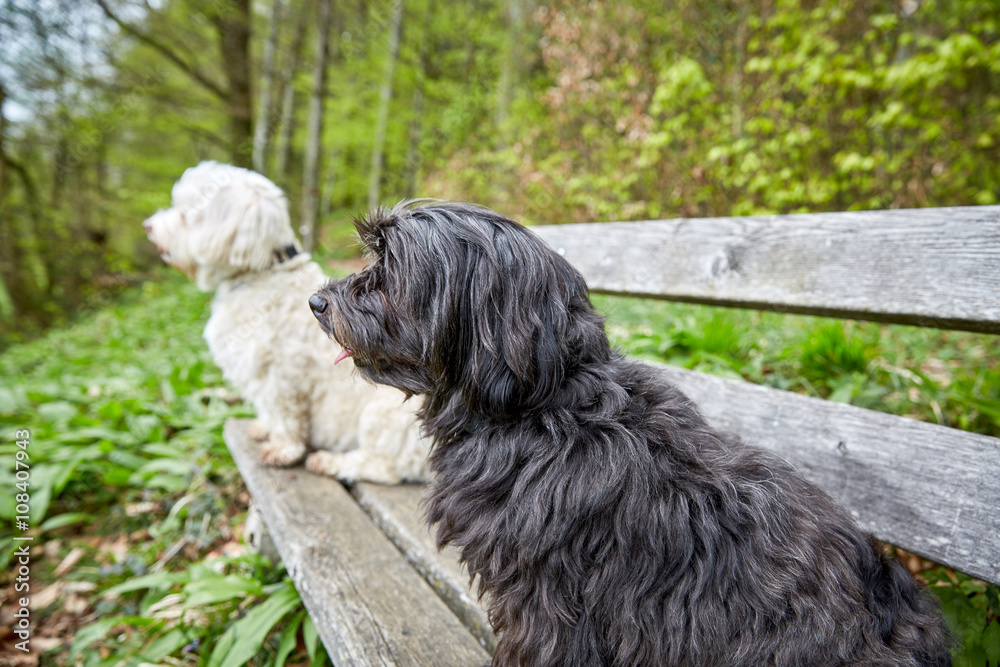 Two havenese dogs sitting on a bench looking far