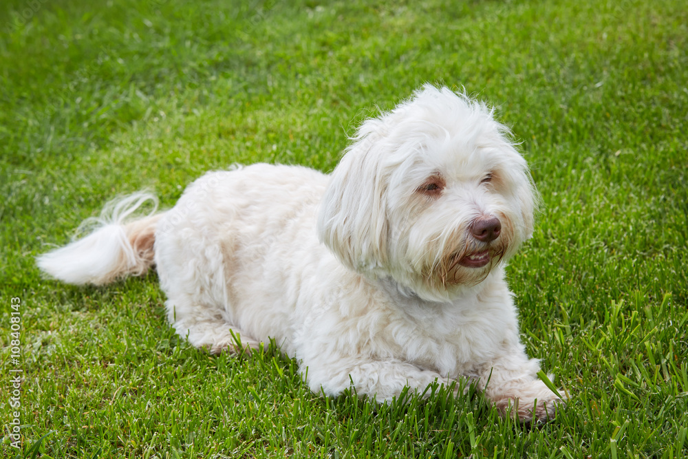 White havanese dog lying in the green grass