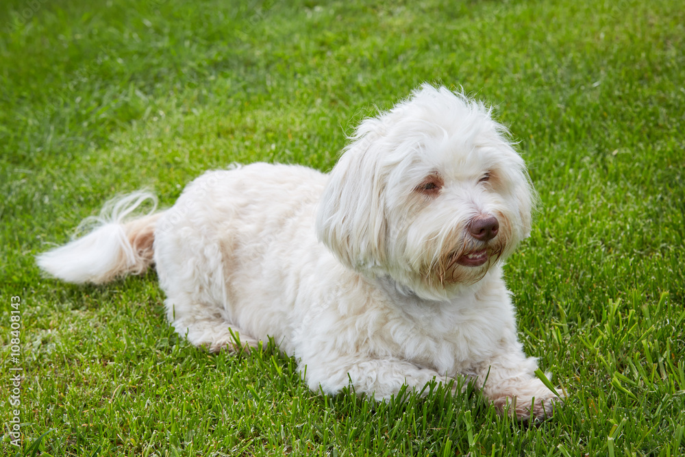 White havanese dog lying in the green grass White havanese dog lying in the green grass