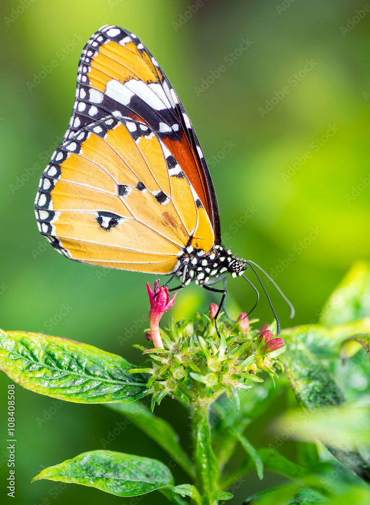 Obraz premium Tiger butterfly on a flower