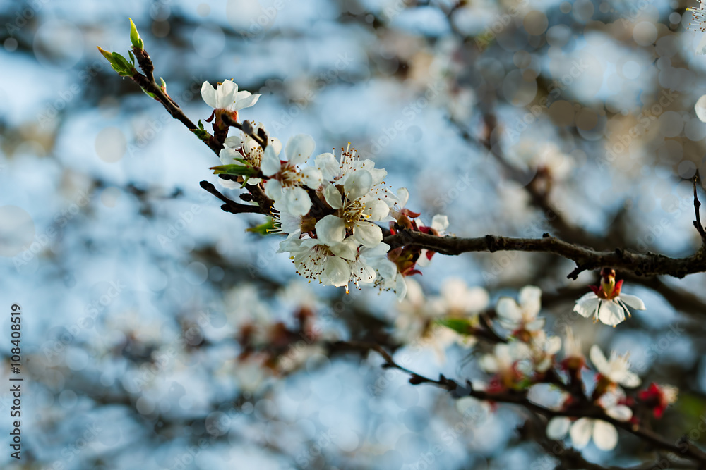 Apricot branch with flowers and young leaves Apricot branch with flowers and young leaves
