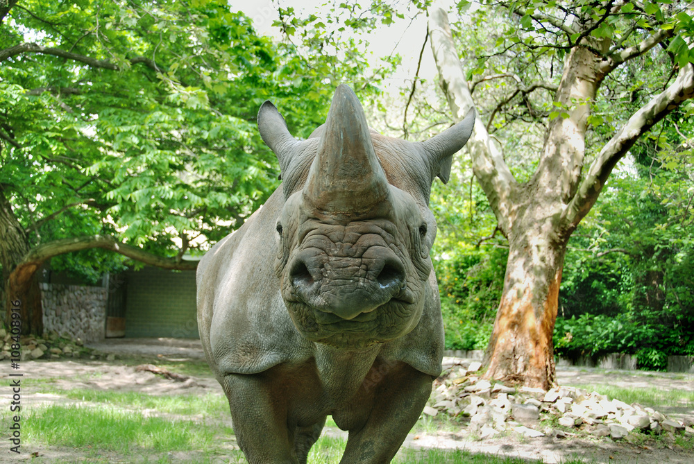 Fototapeta premium The black rhinoceros or hook-lipped rhinoceros (Diceros bicornis), is a species of rhinoceros, native to the eastern and central areas of Africa 
