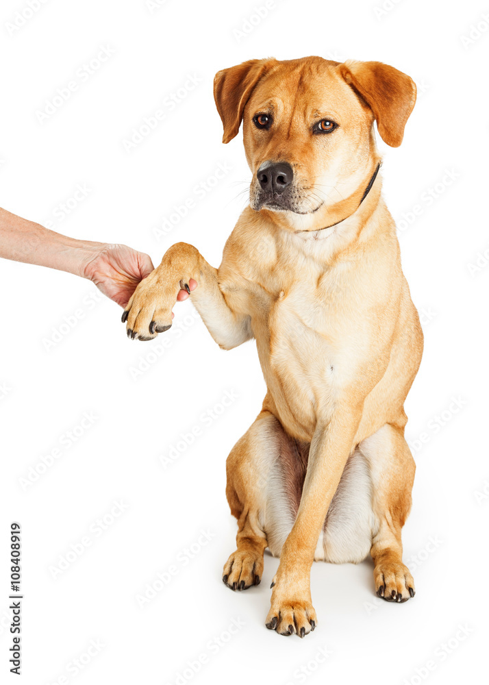Labrador Retriever Dog Shaking Hands