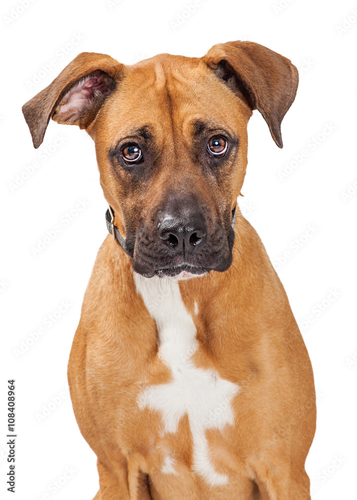 Large Crossbreed Dog Sad Expression