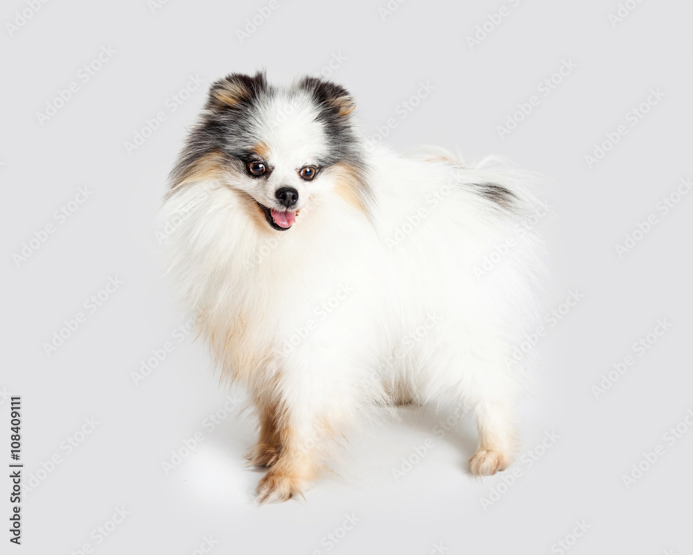 Obraz premium Pomeranian Dog Standing on Grey