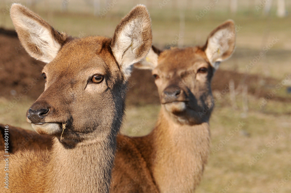 Fototapeta premium New Zealand red deer, Red deer are ruminants, characterized by an even number of toes, and a four-chambered stomach. 