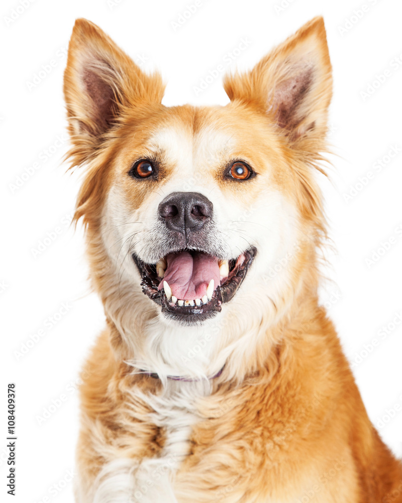 Portrait Happy Smiling Large Dog