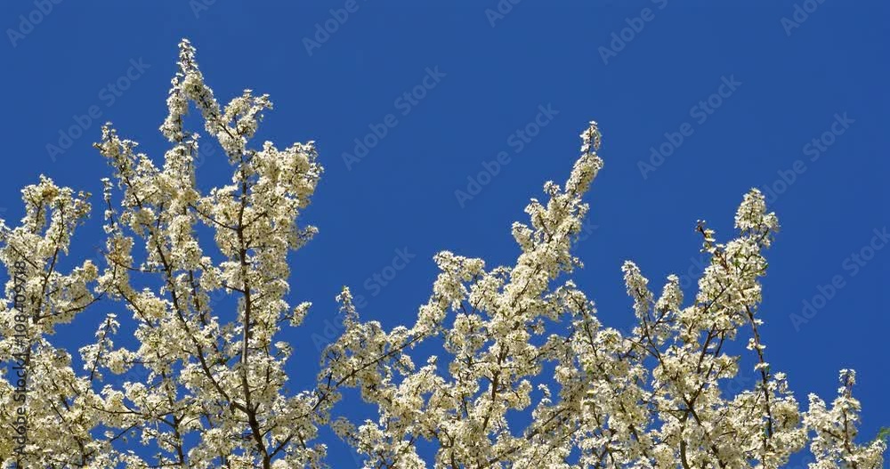 White Cherry Plum Tree Flowers Blossom In Spring White Cherry Plum Tree Flowers Blossom In Spring