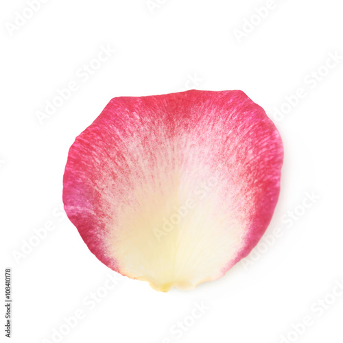 Single rose petal isolated