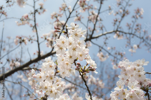 Cherry blossom or Sakura  Somei Yoshino  in Tokyo Japan.