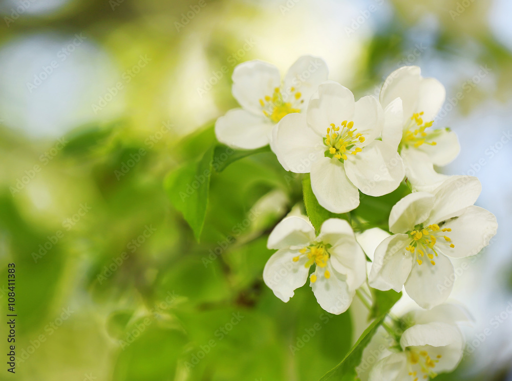 Apple Blossoms. White Spring Flowers