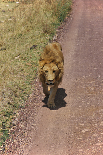 Lion in Serengeti hosts the largest mammal migration in the world, which is one of the ten natural travel wonders of the world. It is located in north Tanzania and extends to south-western Kenya  photo