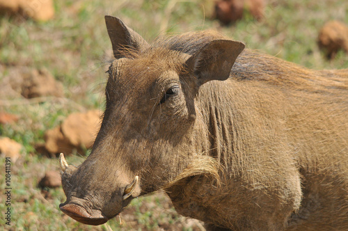 Warthog or Common Warthog (Phacochoerus africanus) is a wild member of the pig family that lives in grassland, savanna, and woodland in Sub-Saharan Africa  photo