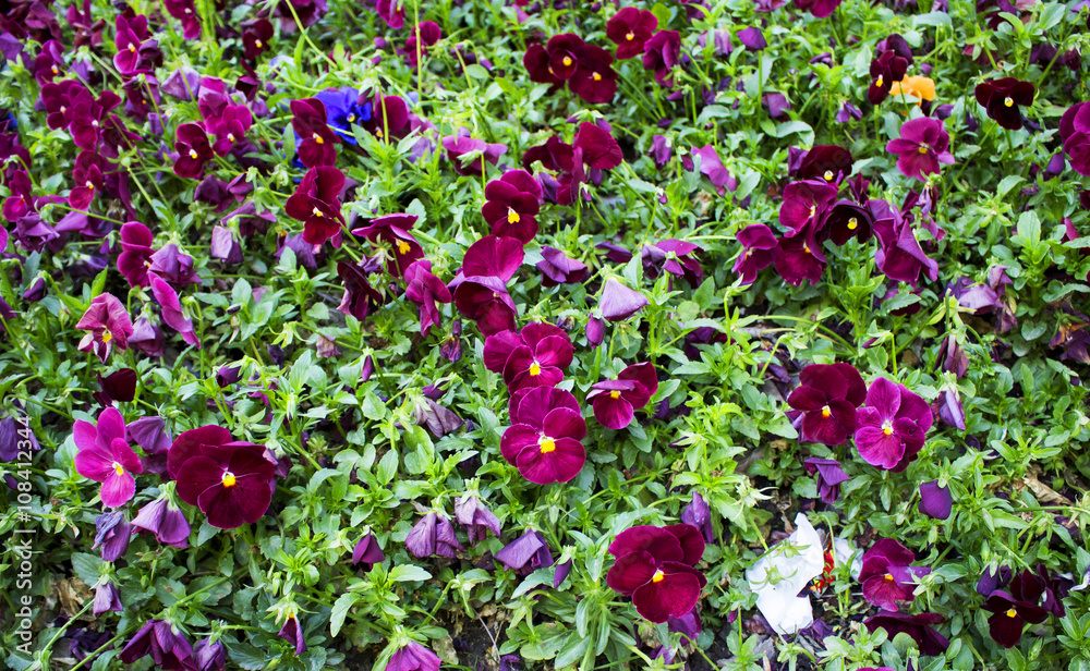 Flower Viola