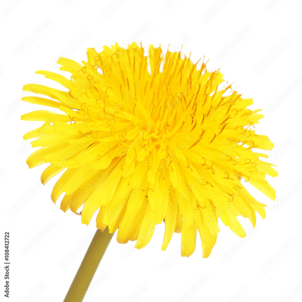 Yellow Dandelion Flower Isolated. Taraxacum officinale