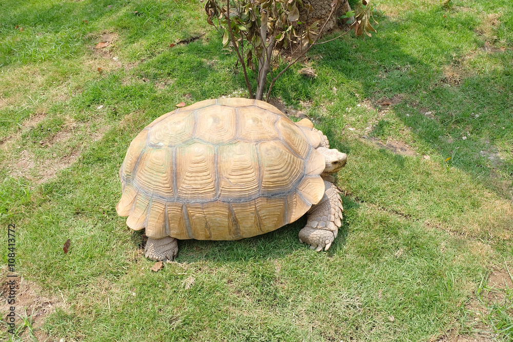 Fototapeta premium Giant tortoise