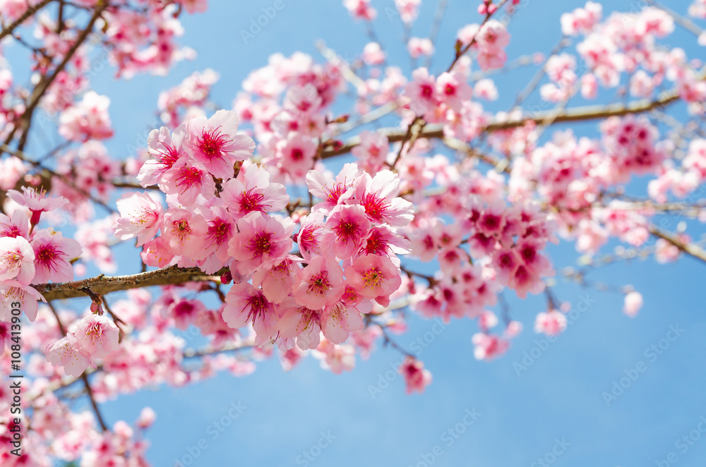 Japanese sakura and blue sky in chiang mai thailand ,selective focus Japanese sakura and blue sky in chiang mai thailand ,selective focus
