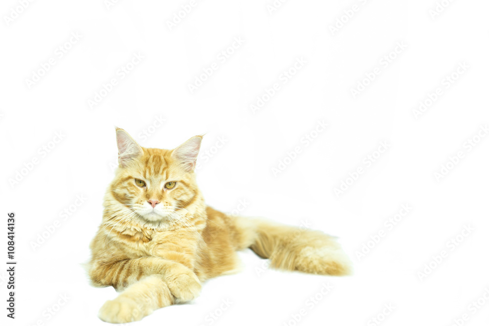 Cat Maine Coon breed lying in isolated