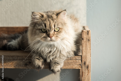 persian cat lying on old wood shelf