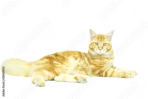 Cat Maine Coon breed lying in isolated