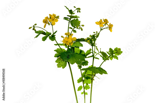 Blooming Celandine Chelidonium majus photo