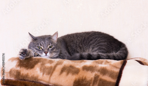 resting domestic cat