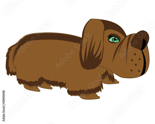 Small dog on white background
