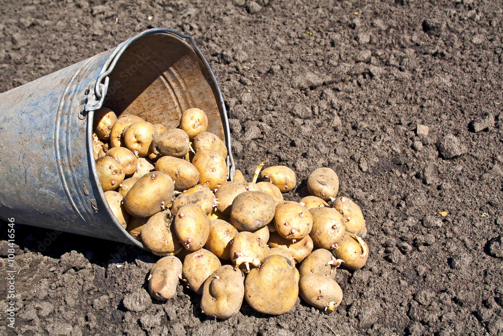 Soil and bucket of potatoes. Harvest time, planting potatoes. Se Soil and bucket of potatoes. Harvest time, planting potatoes. Se