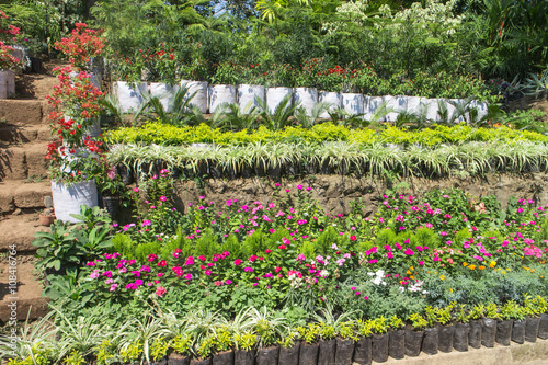 Nicaragua, a plant nursery