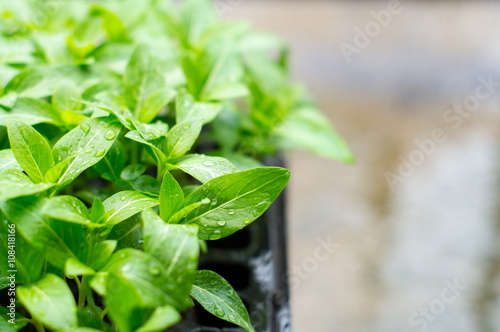 Plants growing