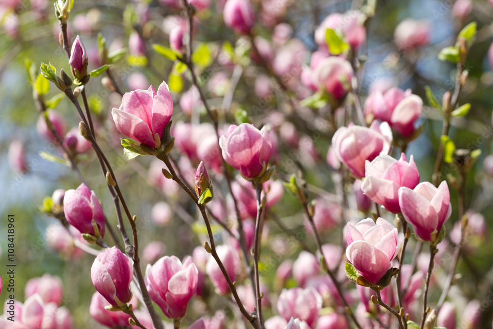 Fototapeta premium Magnolia flowers blossom