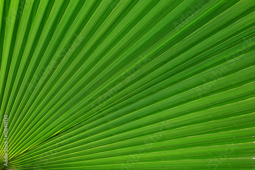 Lines and textures of Green Palm leaves