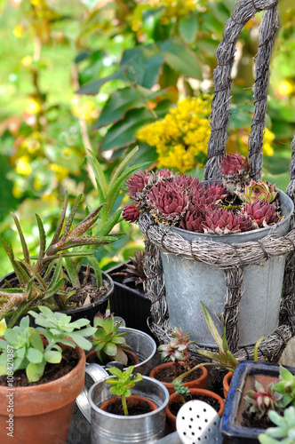 joubarbe et autre plantes grasses dans des pots