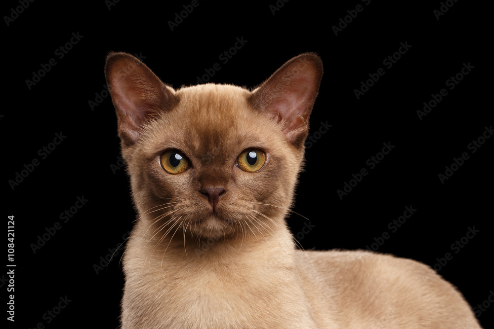 Closeup portrait of Burmese kitten on Isolated black