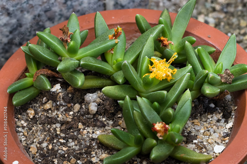 Obraz premium This is a photo of some kinds of succulent flower, was taken in Xiamen botanical garden, China.