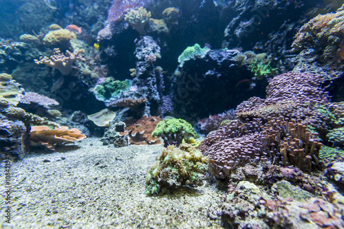 Underwater view of marine life