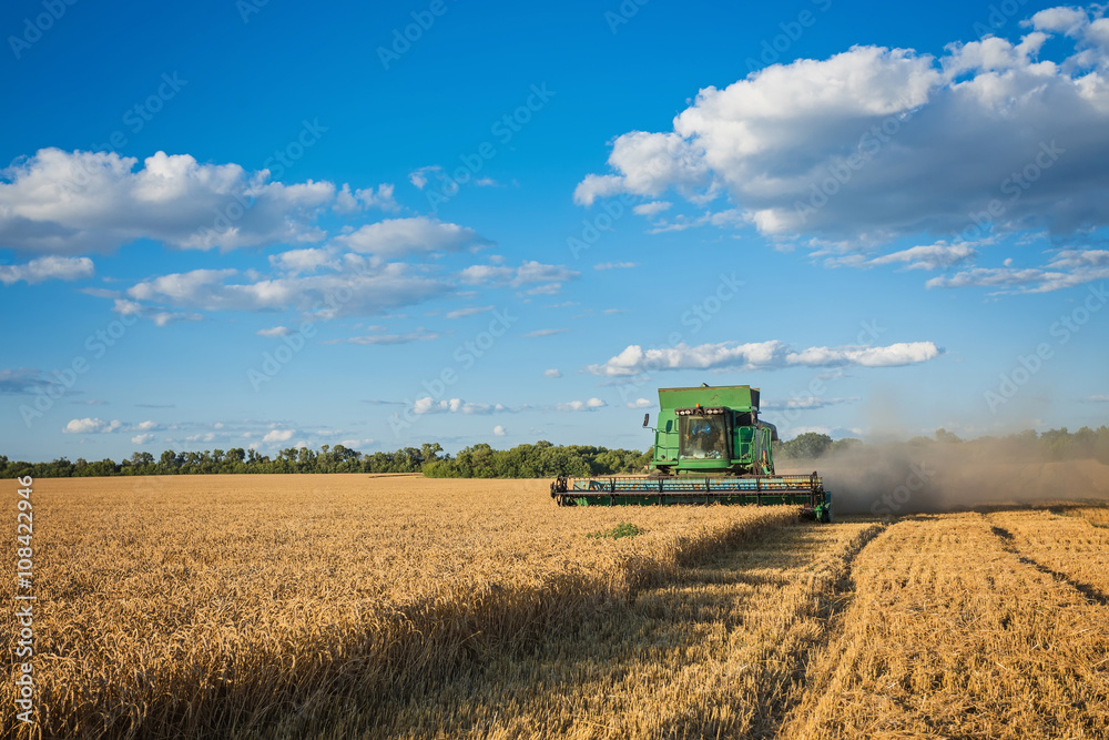 Obraz premium Harvesting combine in the field cropping cereal field