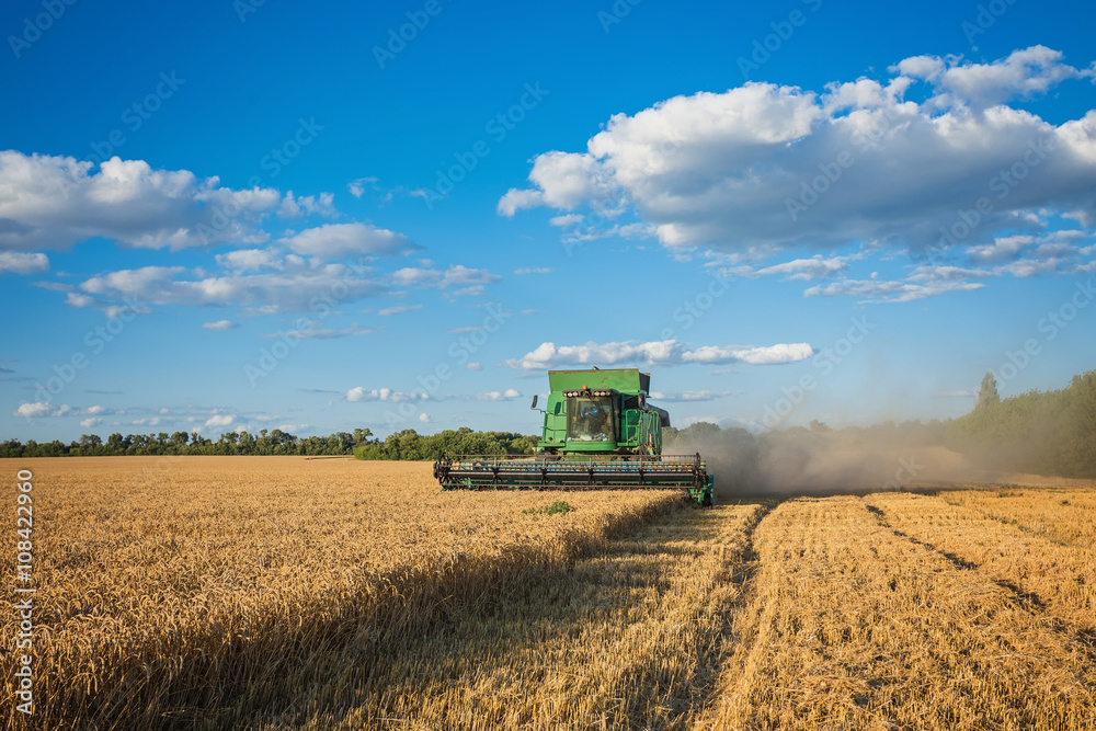 Fototapeta premium Harvesting combine in the field cropping cereal field