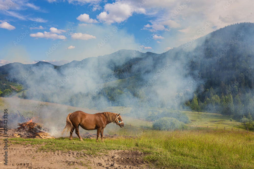 two horses on a pasture at the sunrise time