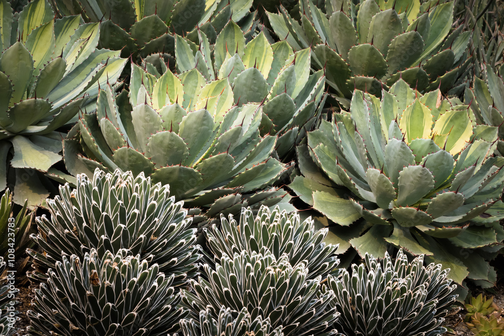 This is a photo of some kinds of succulent, was taken in Xiamen botanical garden, China. This is a photo of some kinds of succulent, was taken in Xiamen botanical garden, China.