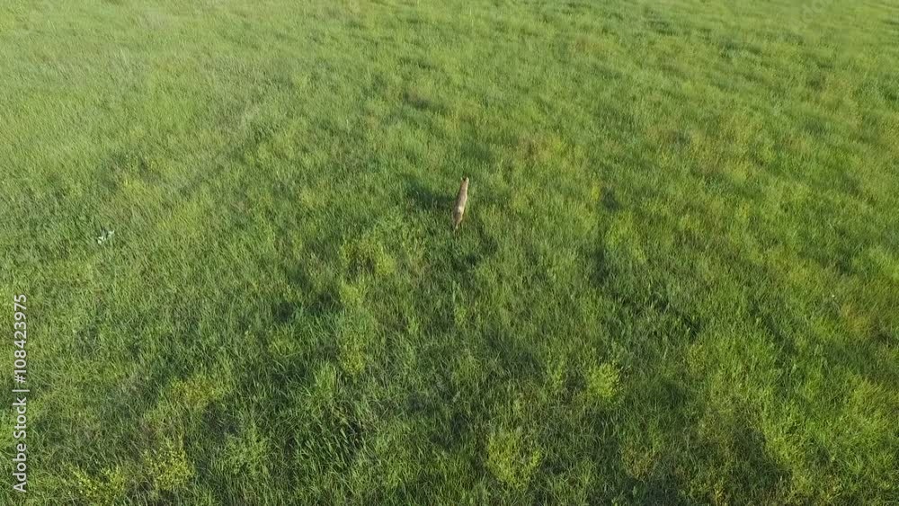Overhead view of coyote standing and running in a green pasture / field on a farm. Overhead view of coyote standing and running in a green pasture / field on a farm.