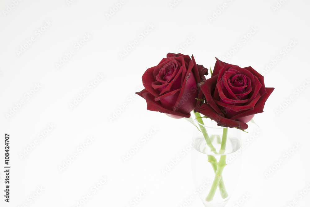 red rose isolated on glass background red rose isolated on glass background