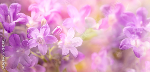 Lilac flowers © Li Ding